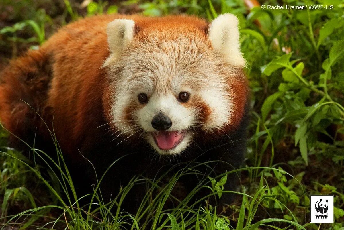 Шифу что за животное. Красная Панда мастер Шифу. Малая Панда Шифу. Красная Панда WWF. Шифу какое животное.