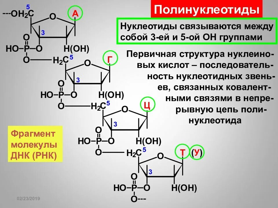 Тип связи между двумя нуклеотидами ДНК. Формула аденилового нуклеотида. Строение полинуклеотидной цепи РНК. Нуклеотиды и полинуклеотиды.
