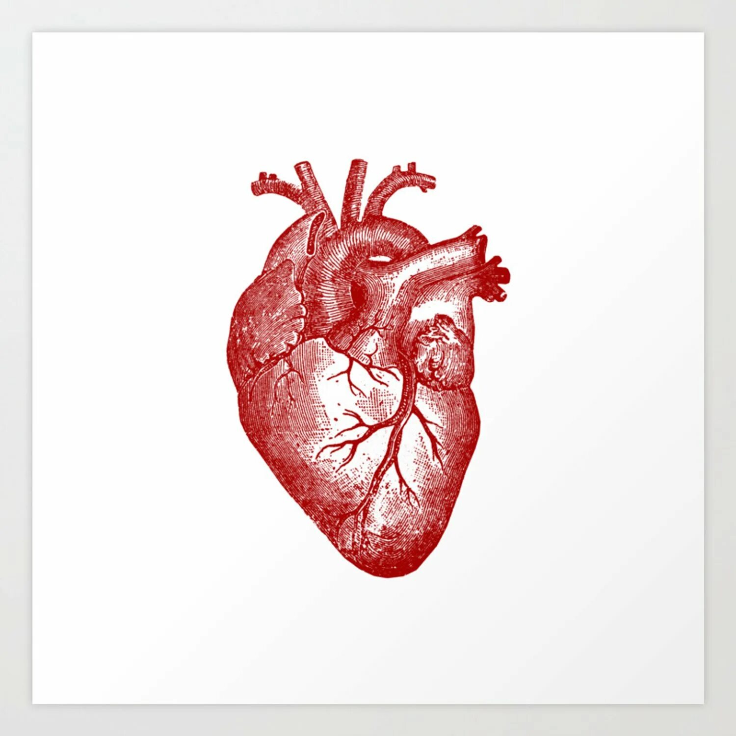 Орган сердце человека рисунок. Сердце анатомия. Анатомическое сердце человека.