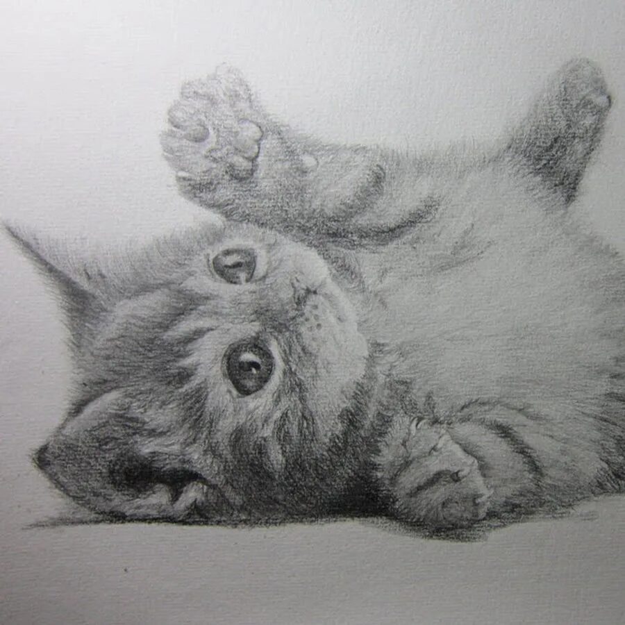 Нарисовать котиков сложно