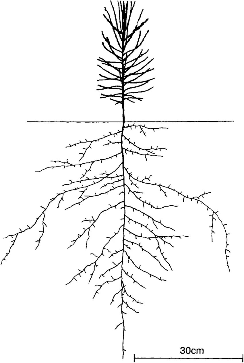 Какие корни у сосны. Кедр Гималайский корневая система. Лиственница Сибирская корни. Корень сосны сибирской. Кедр дерево корневая система.