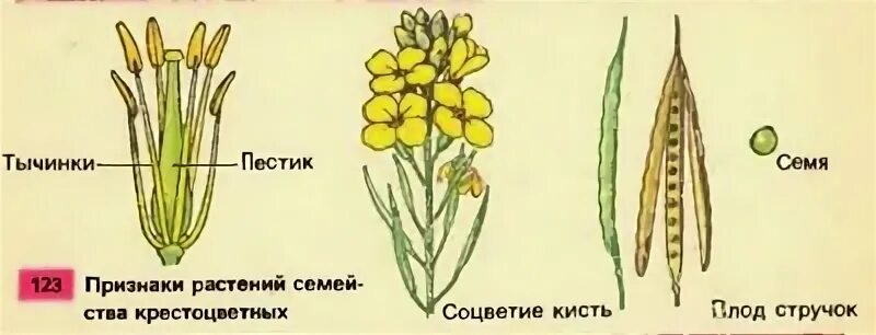 Венчик крестоцветные. Семейство крестоцветные схема цветка. Строение тычинки крестоцветных. Соцветие кисть у крестоцветных. Венчик крестоцветных.