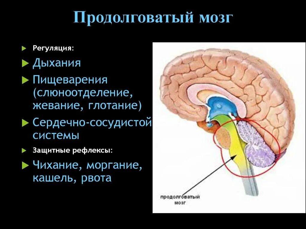 В продолговатом мозге расположен центр регуляции. Продолговатый мозг. Продолговатый мозг регулирует. Регуляция продолговатого мозга. Кашлевой рефлекс какой отдел мозга