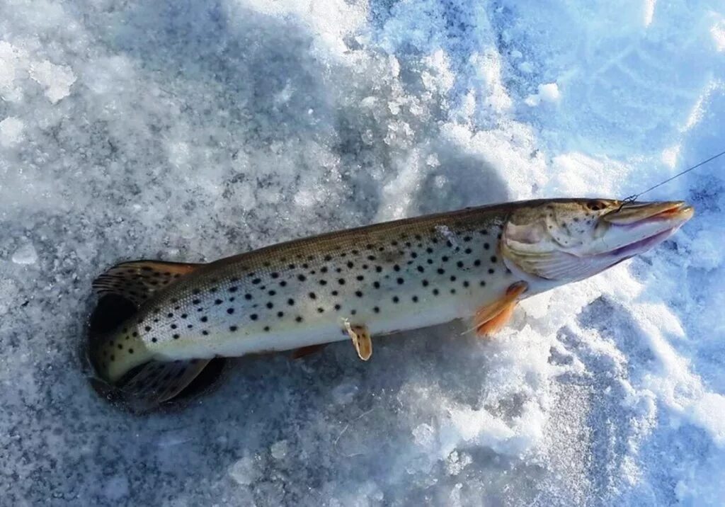 Щука в саратовской области. Щука Esox Lucius. Амурская леопардовая щука. Амурская пятнистая щука. Щука Байкальская.