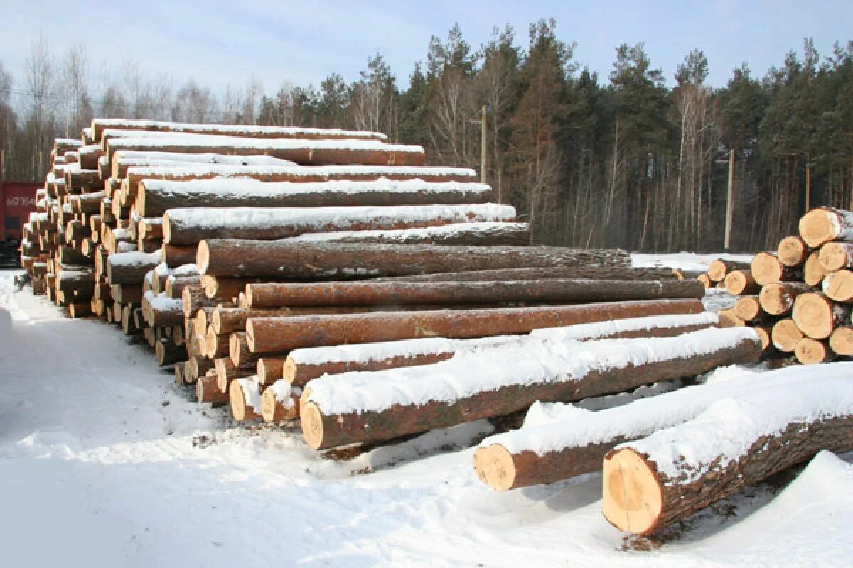 Группа бревна