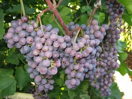 Виноград челябинский