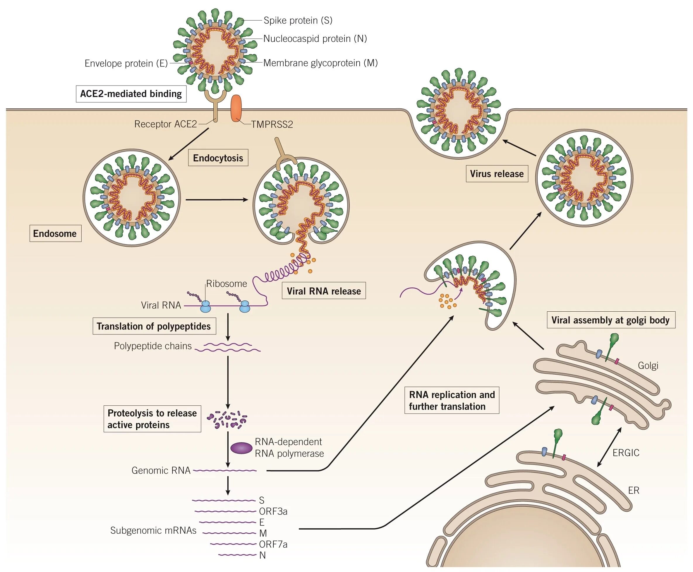 Репликация вируса SARS-cov-2. Цикл репликации коронавируса SARS-cov-2. Коронавирус схемы репликации. Класс резистентности коронавирус SARS-cov-2. Коронавирус 2 типа