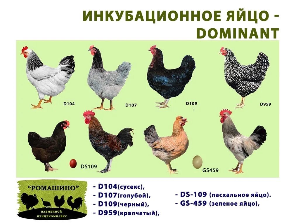 Доминант 459 порода кур. Доминант 300 описание. Доминант куропатчатый хохлатый гс 300 с голубым яйцом. Гс 107 куры доминант. Доминант 300 описание.