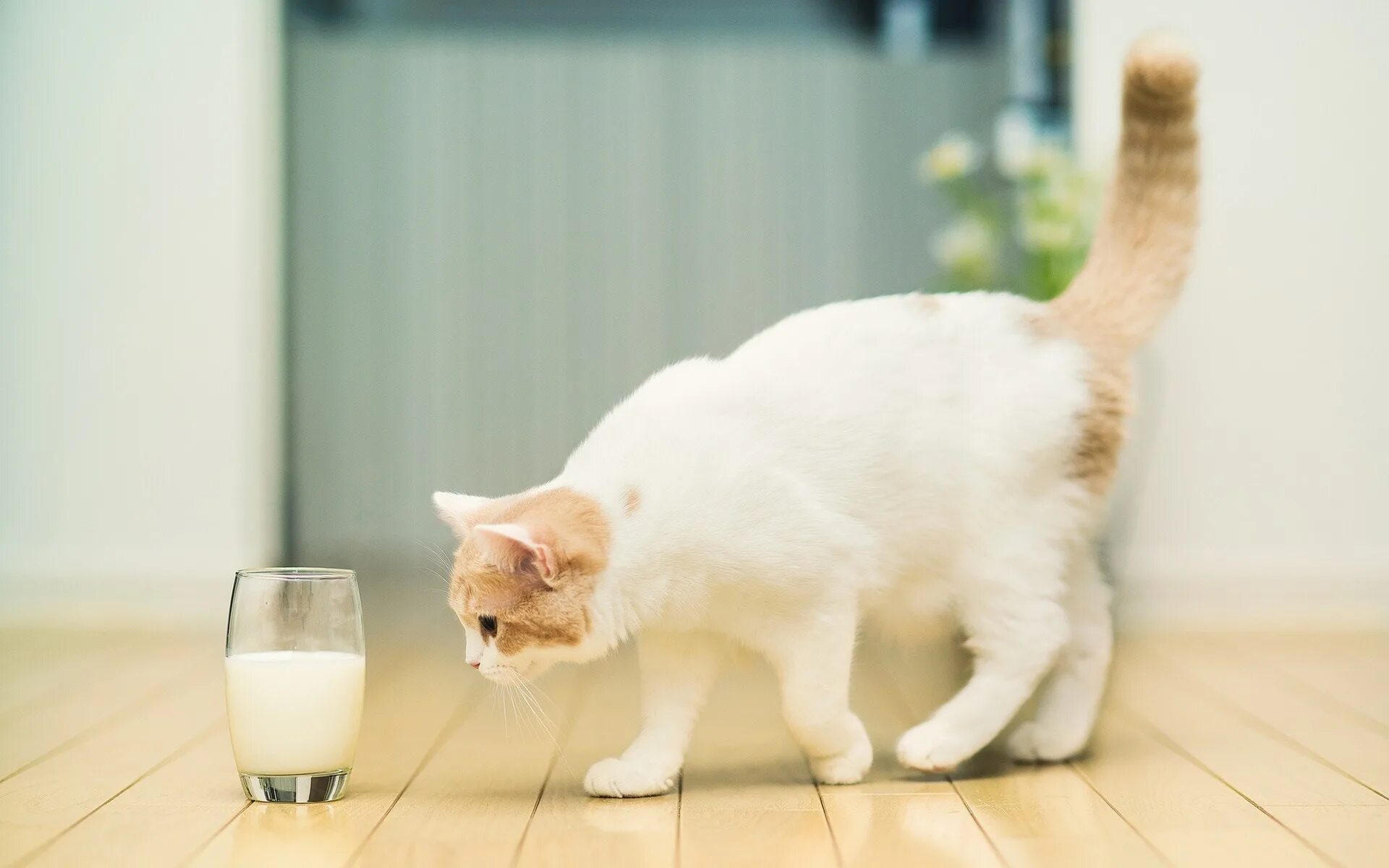 Кот кефир давать. Молочная кошка. кошка и молоко. котик пьет молоко. котик пьет молочко.