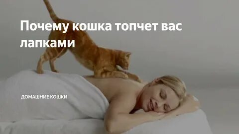 Зачем кот водит лапами над хозяйскими шапками