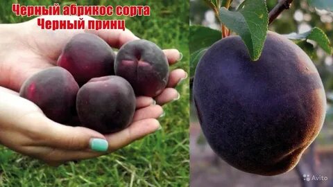 Черный абрикос отзывы