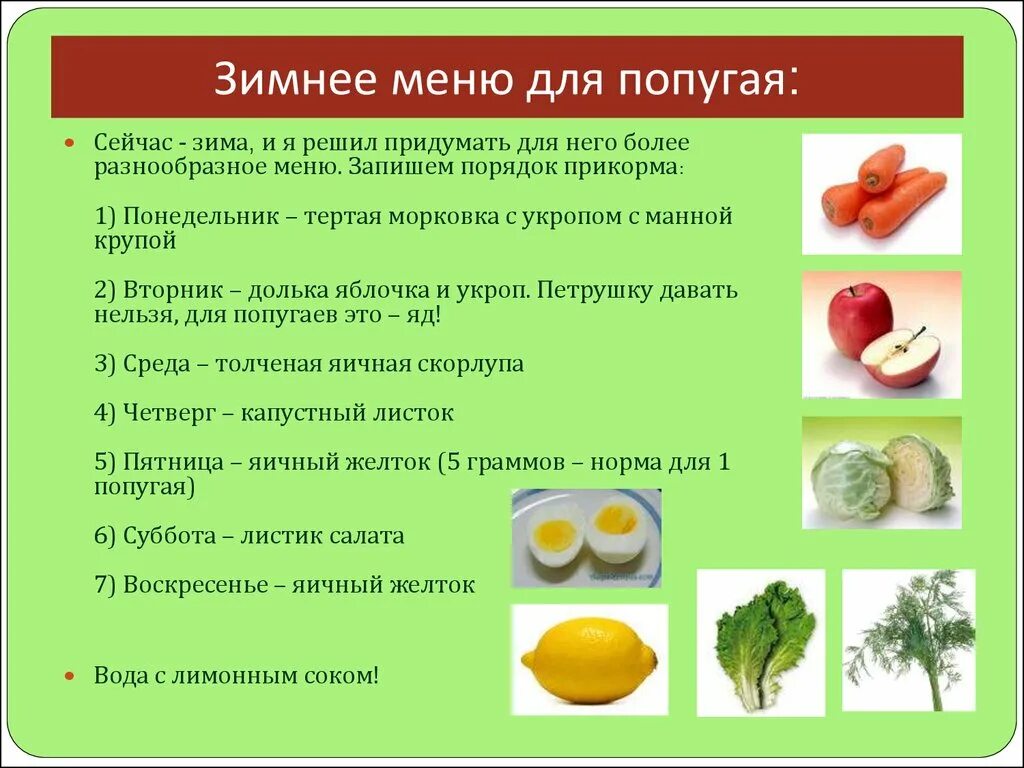 Попугай укроп. Меню для волнистого попугая. Рацион питания попугая. Рацион волнистого попугая. Рацион питания волнистых попугаев.