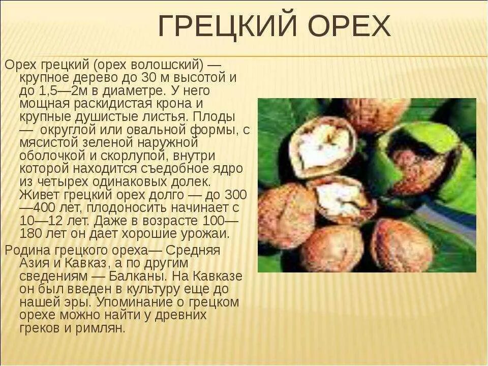 Почему грецкий орех называется грецким. Паспорт дерева грецкий орех. орехи с описанием. грецкий орех информация. орех дерево описание.