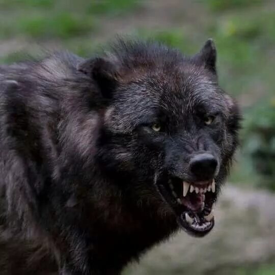 Злой черный волк фото Wolf Wall Art Fine Art America Wolf eyes, Wolf, Wolf life