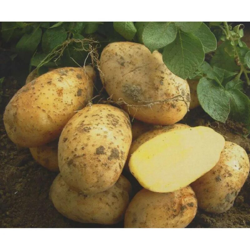 Картофель Артемис. Семенной картофель элита. Картофель сорт Буррен. Картофель семенной удача.
