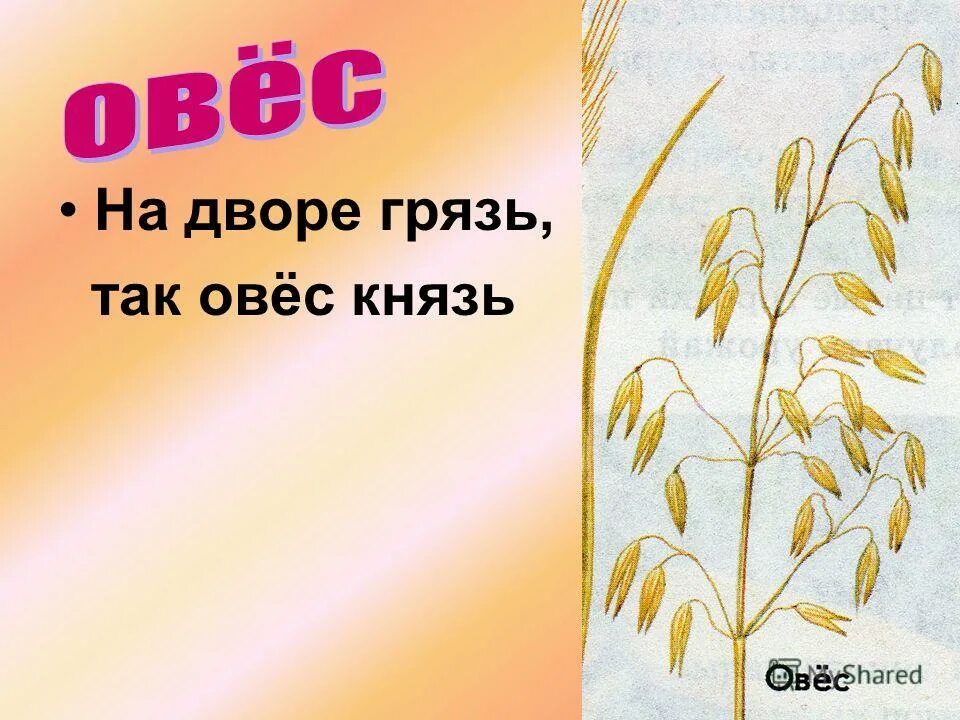 Овес песни