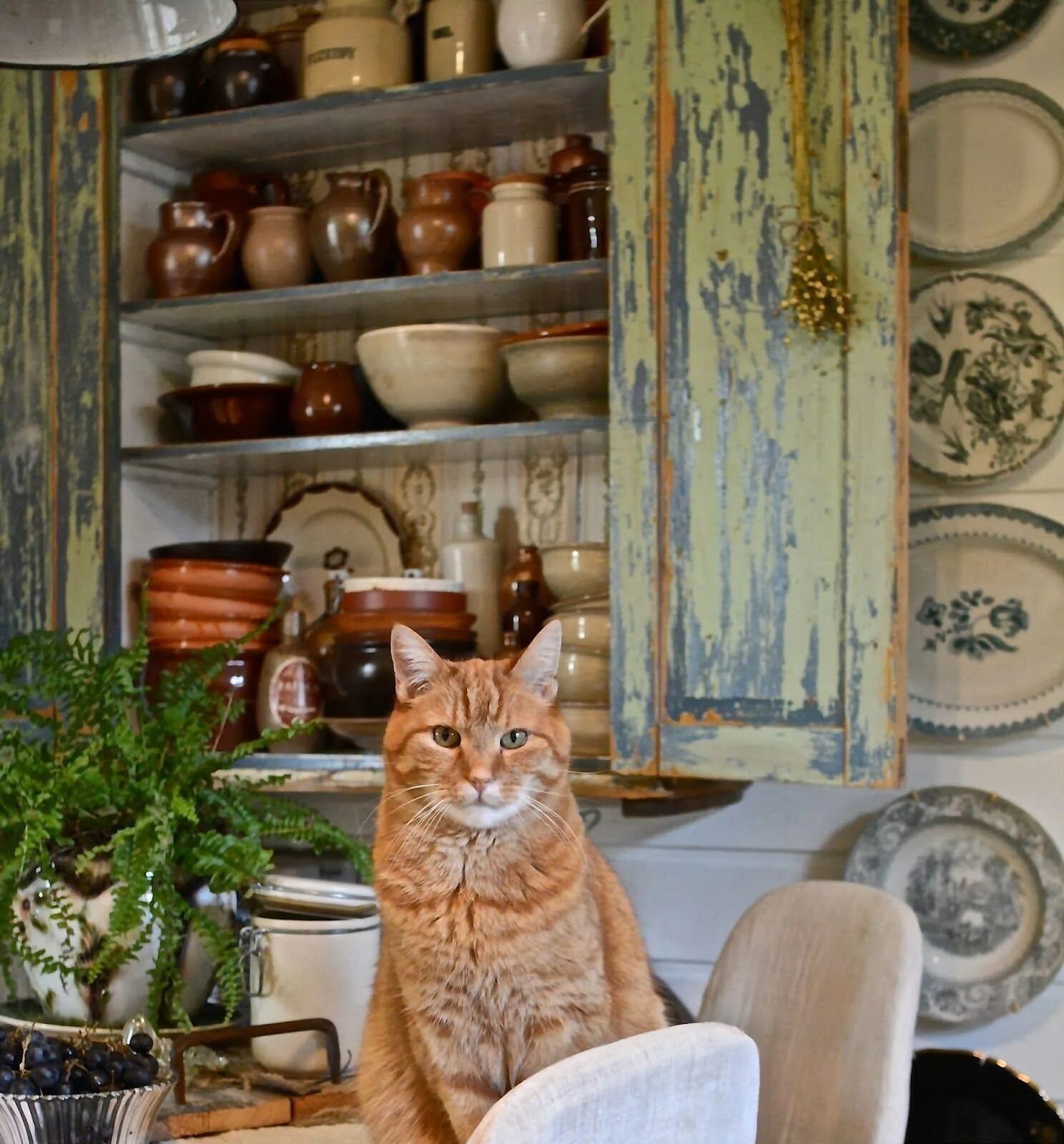 Cats kitchen. Кошка в интерьере. Кошка на кухне. Котик на кухне. Рыжий кот на кухне.