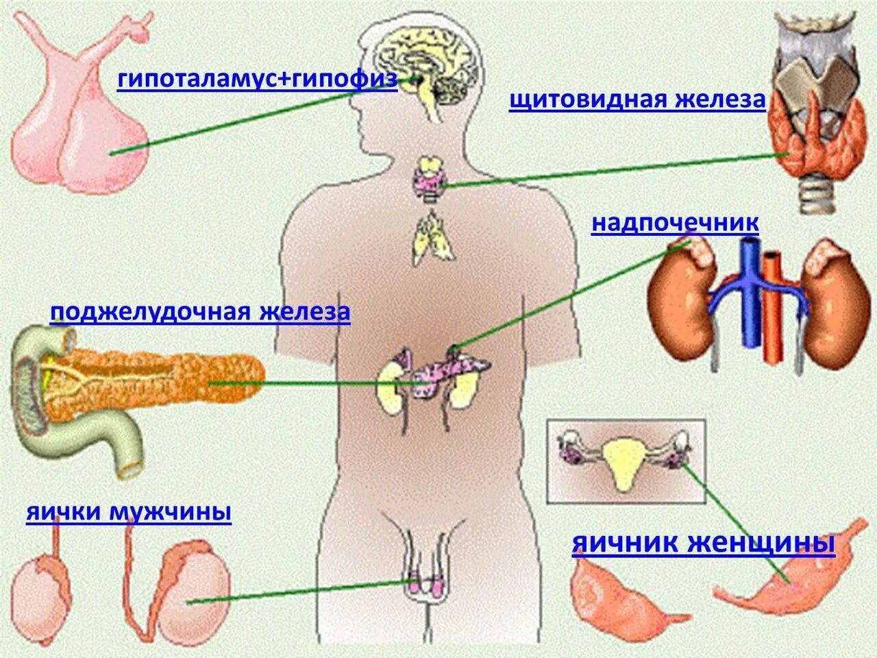 Гипофиз почек. Гипофиз щитовидная железа надпочечники. Эндокринная система щитовидная железа гормоны. Гормоны гипофиза и щитовидной железы. Гипоталамус гипофиз щитовидная железа.