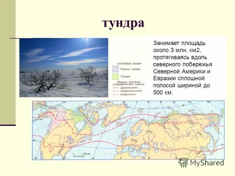 Географическое положение зоны тундры в России. Зона тундры на карте России. Зона тундры и лесотундры на карте России. Тундра на территории России карта. Зона тундр располагается на севере россии