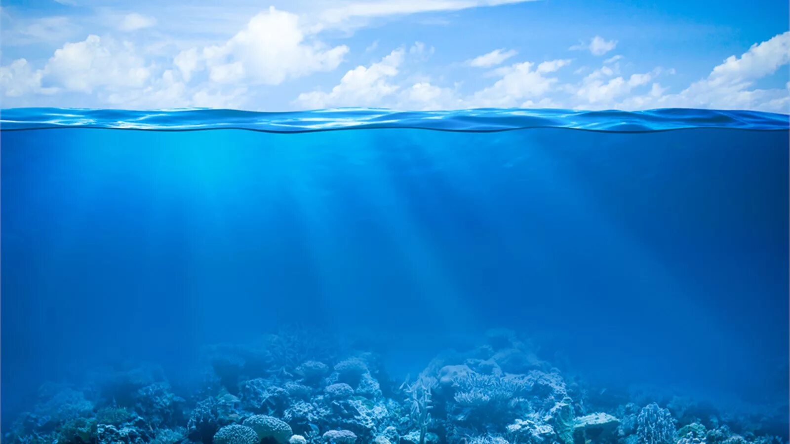 Поверхность дна океанов. Рифы в океане. Дно океана. Океан под водой. Дно моря.