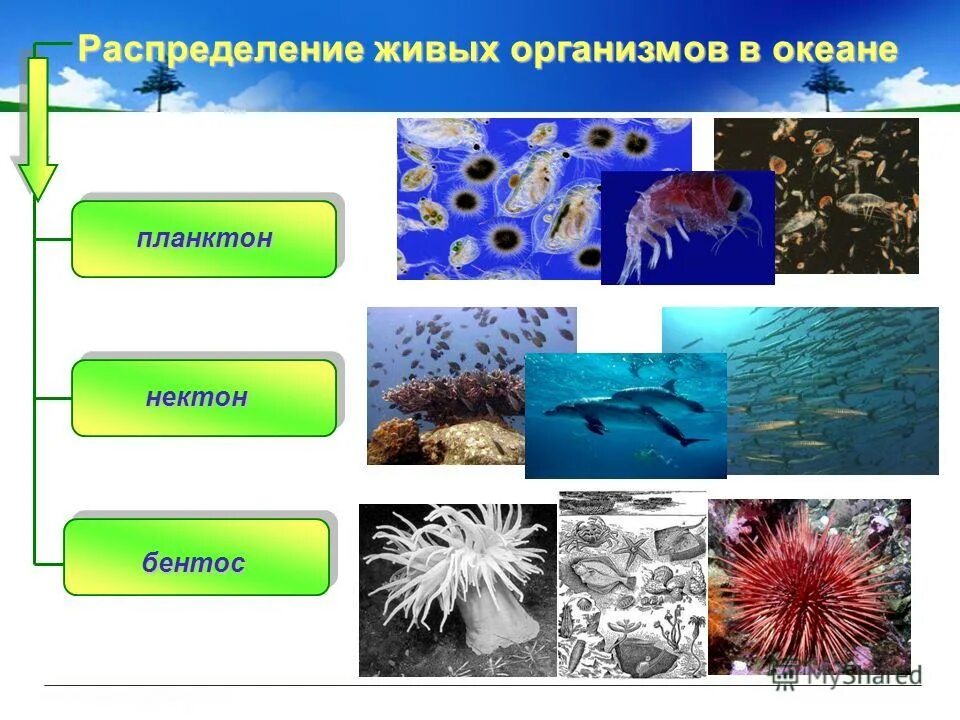 Разнообразие живых организмов на земле. Что такое планктон Нектон и бентос в океане. Живые организмы в океане планктон Нектон бентос. Бентос Планкитон Пентон. Разнообразие организмов на земле.