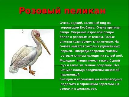 Расскажи редки