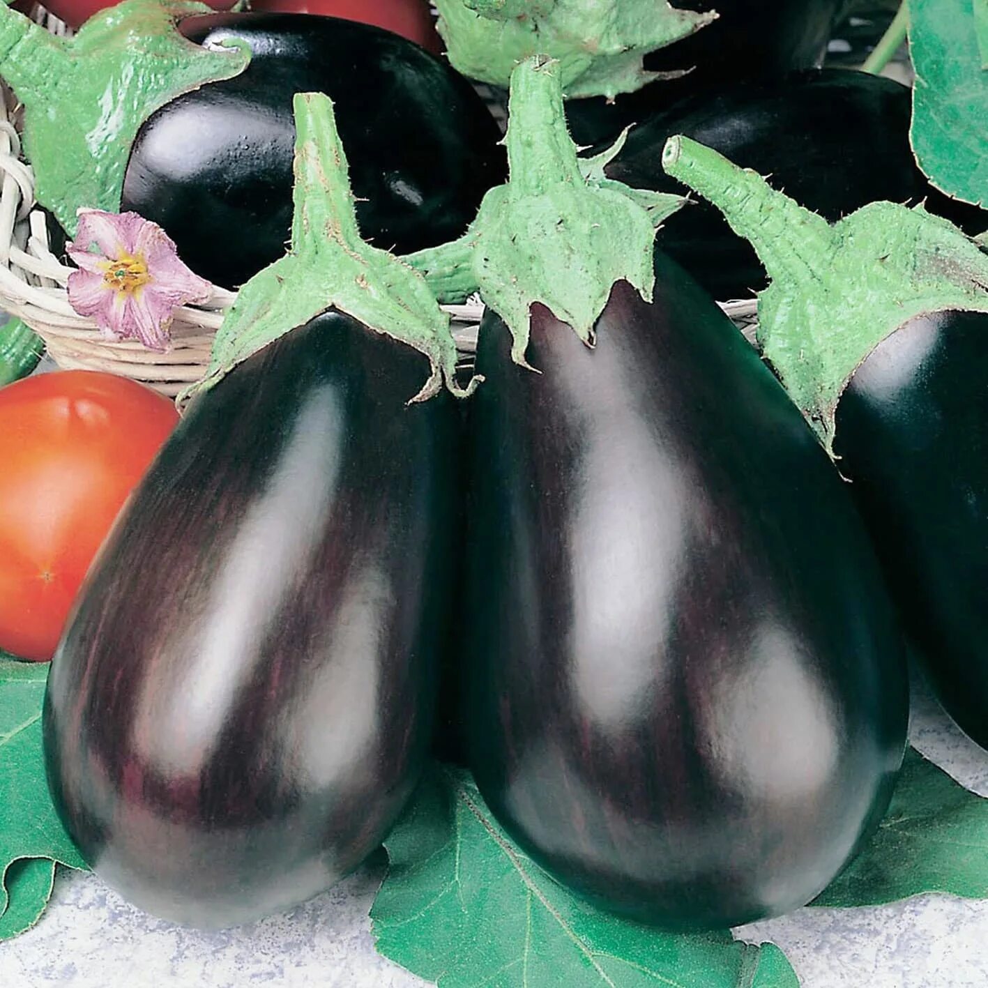 Семена баклажанов для открытого грунта. Баклажан грушевидной формы сорта. Баклажан фиолетовый деликатесный сорт. Баклажан марципан f1. Баклажан багира.