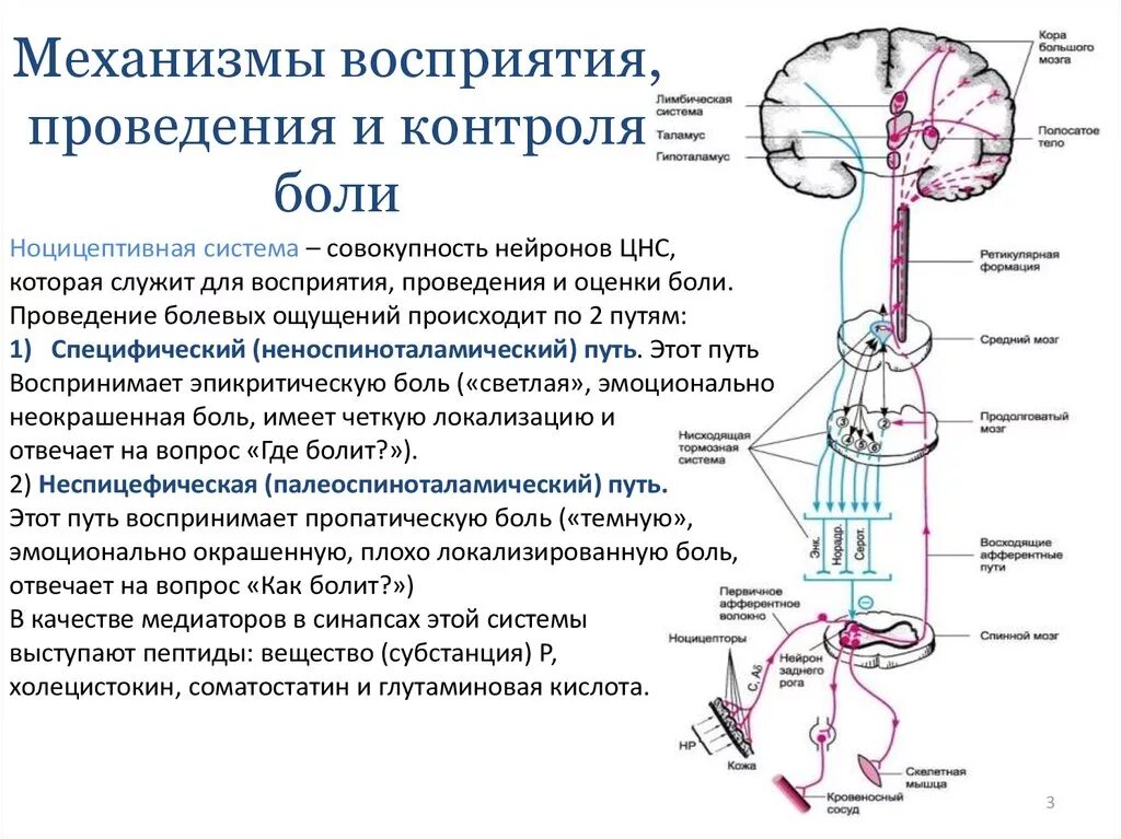 Анализатор болевой чувствительности. Схема контроля болевой чувствительности. Механизмы формирования боли неврология. Схема проведения болевой чувствительности физиология.