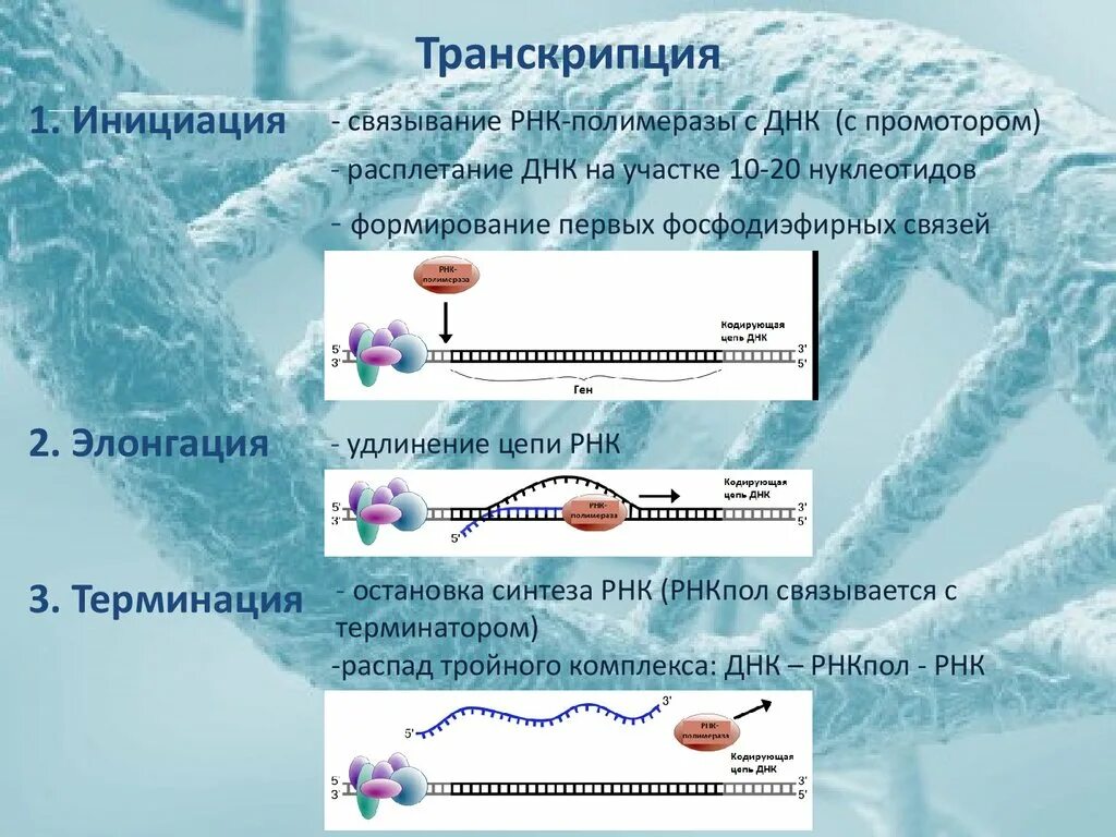 Связывание РНК полимеразы с промотором. Основы молекулярной биологии. Связывание РНК полимеразы с промотором как это. Транскрипция молекулярная биология.