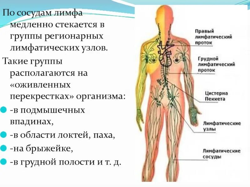 Лимфа выделяется через кожу причины. Сосуды лимфатической системы. лимфатическая система лимфатические узлы. лимфатическая система sosudi. лимфатические сосуды расположение в организме.