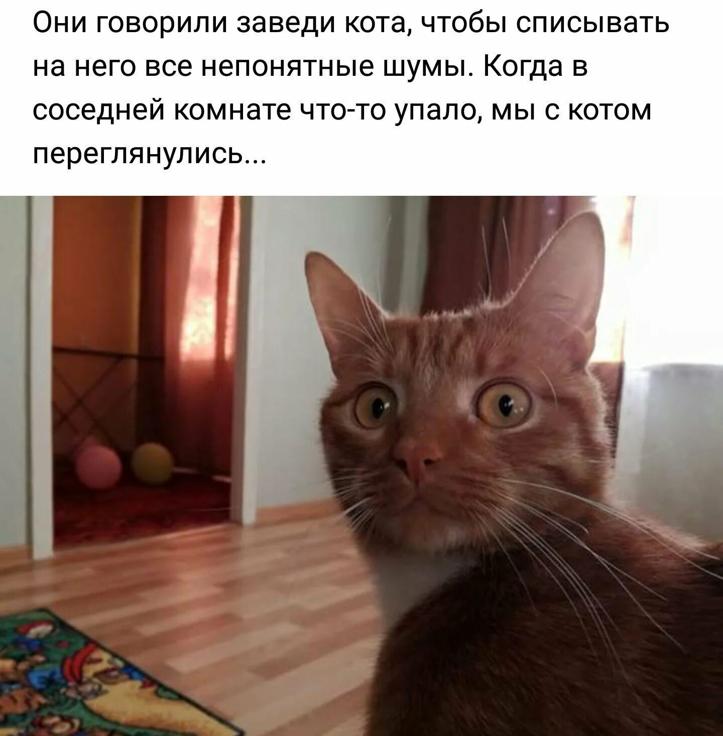 И тут мы с котом переглянулись. Заведи кота. Мы с котом. Завели кота говорили они. Говорящие коты приколы