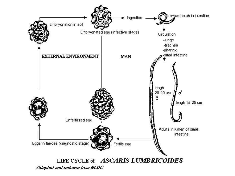 Схема жизненного цикла аскариды (Ascaris lumbricoides). Жизненный цикл аскариды (Ascaris). Ascaris lumbricoides жизненный цикл. Жизненный цикл червя аскариды.