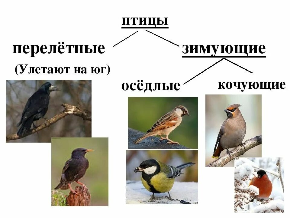 Птицы какие определение. Оседлые зимующие и перелетные птицы. оседлые и перелетные птицы урала. оседлые кочующие и перелетные птицы. птицы перелетные зимующие оседлые кочующие.