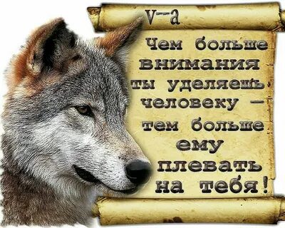 Волки и люди цитаты на картинках
