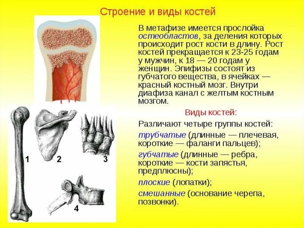 Скелет человека трубчатые кости. Тип соединения трубчатой кости. Строение и виды костей. Типы соединения трубчатых костей. Строение соединительных костей.