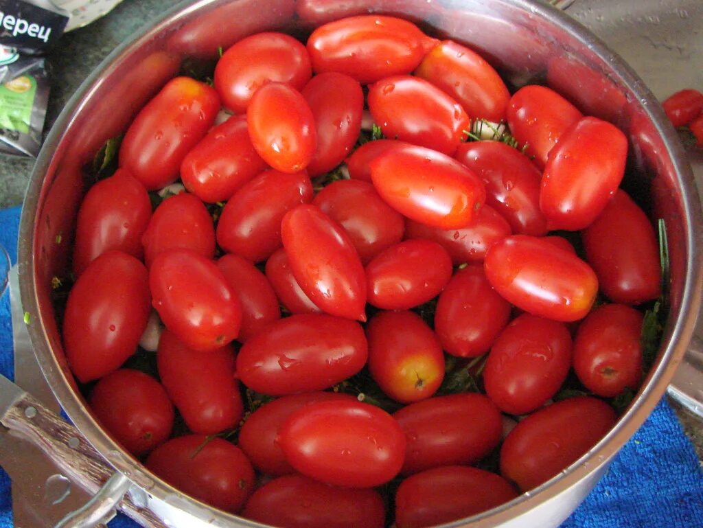 TOMATO Riesentraube A prolific producer of cherry tomatoes. This German heirloom