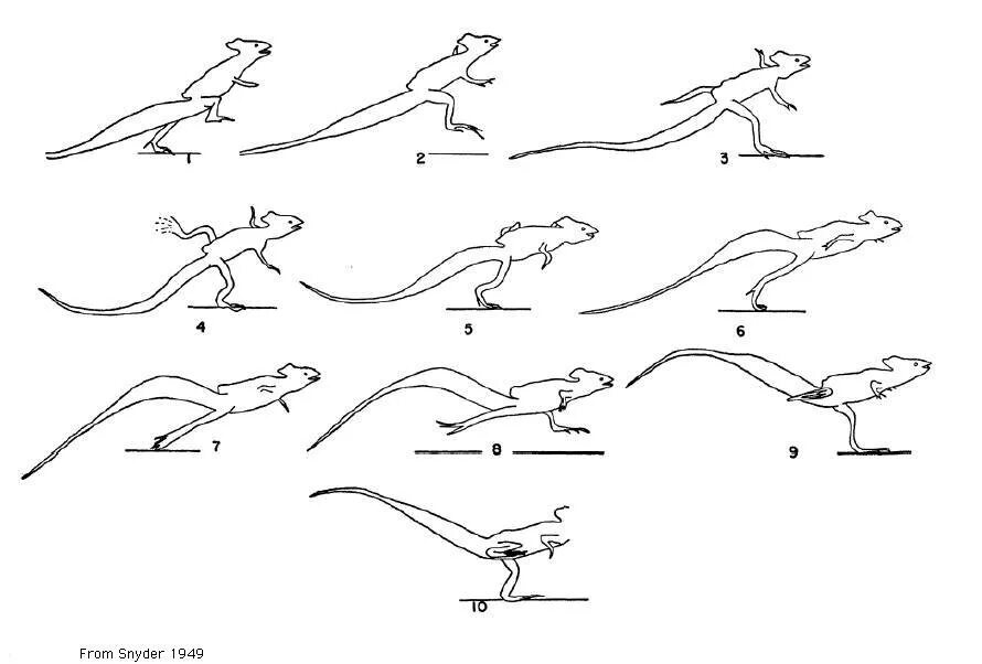 Задние конечности ящерицы. Василиск ящерица. Свободные конечности ящерицы. Анатомия ящерицы для рисования. Василиск ящерица бегает по воде.