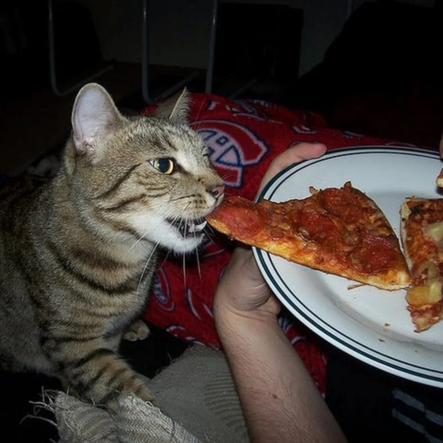 Кот и пицца. Обожрался пиццы. Коты объелись пиццей. Кот ест пиццу.