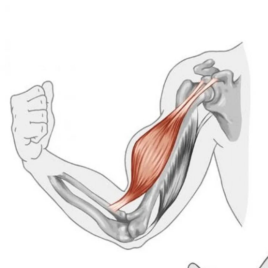 Бицепс трицепс. Biceps brachii мышца. анатомия сухожилия двуглавой мышцы. строение бицепса руки анатомия. бицепс и трицепс анатомия.