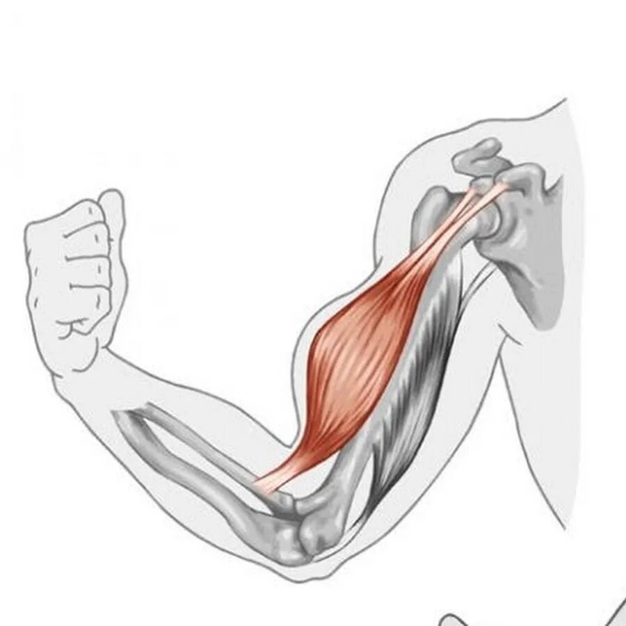 Бицепс в напряженном состоянии. Строение бицепса руки анатомия. Анатомия сухожилия двуглавой мышцы. Сухожилие двуглавой мышцы плеча анатомия. Biceps brachii мышца.