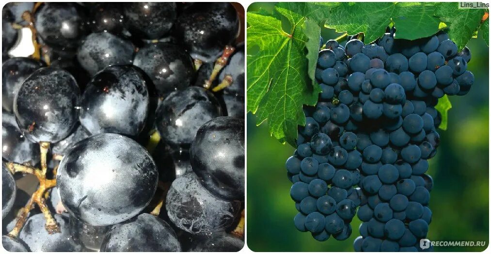 кишмиш Арарат / Ararat - СОЛОДКІ ГРОНА