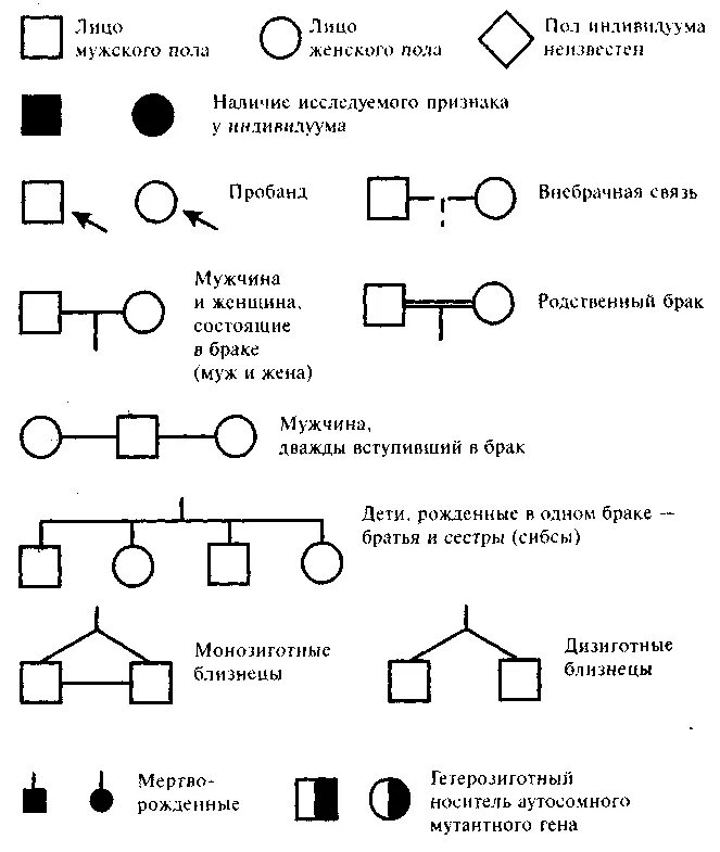 Условные обозначения в генеалогическом древе