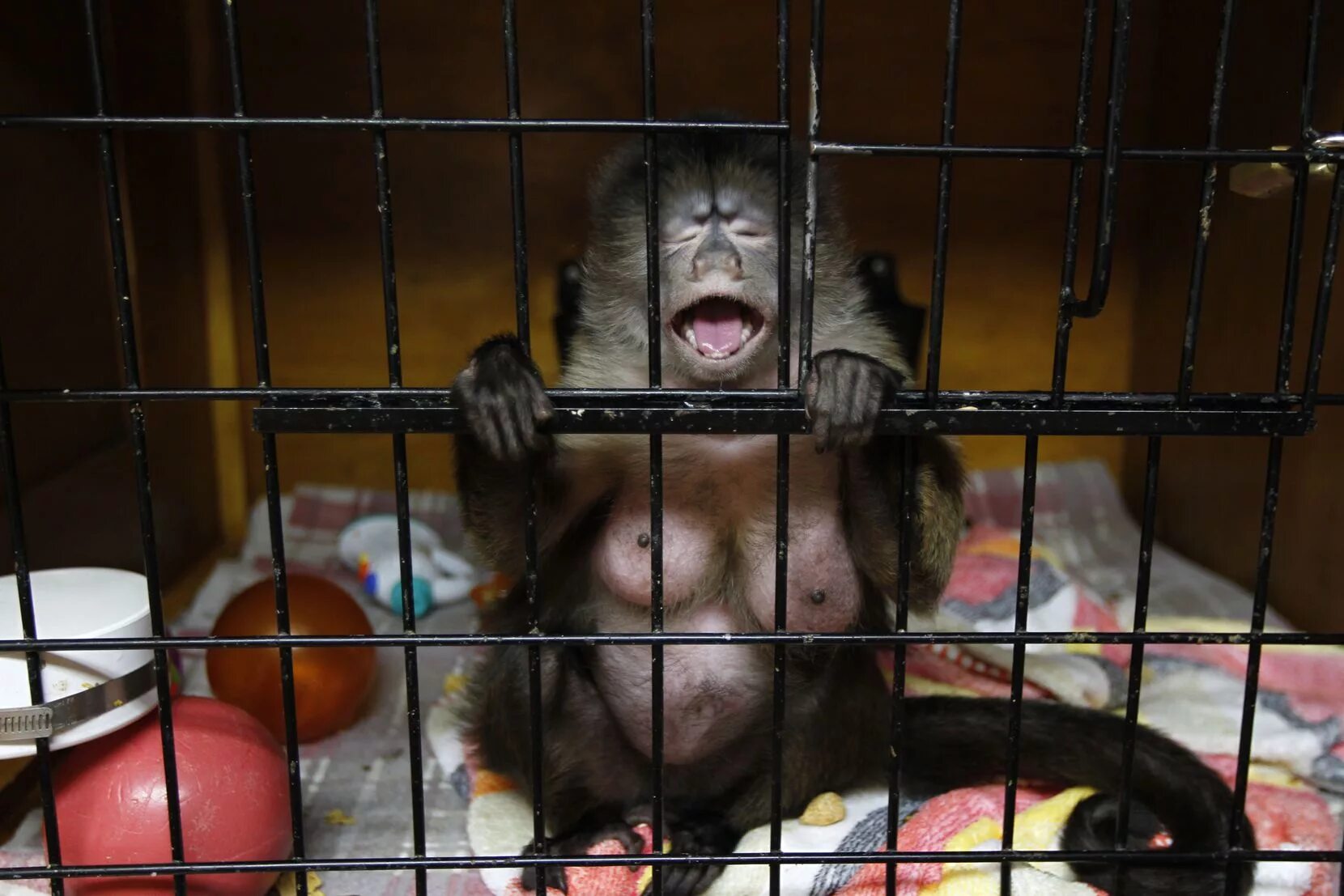 Ростовский зоопарк антропоидник. Павильон приматы московский зоопарк. Обезьяна блестящий гульман. Обезьяна в зоопарке. Обезьяна в зоопарке.