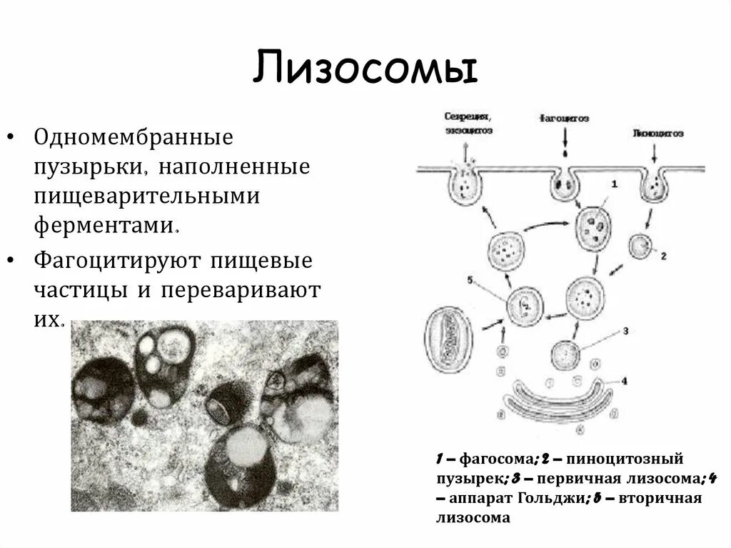 Образование лизосом происходит в. Схема образования первичной лизосомы. Структура первичных лизосом. Схема строения лизосомы. Схема образования лизосом.