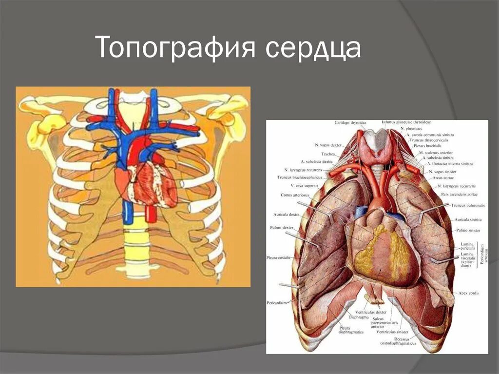 Формы расположения сердца. Сердце строение топография анатомия. топография сердца топографическая анатомия. скелетотопия клапанов сердца анатомия. анатомия сердца топогрр.