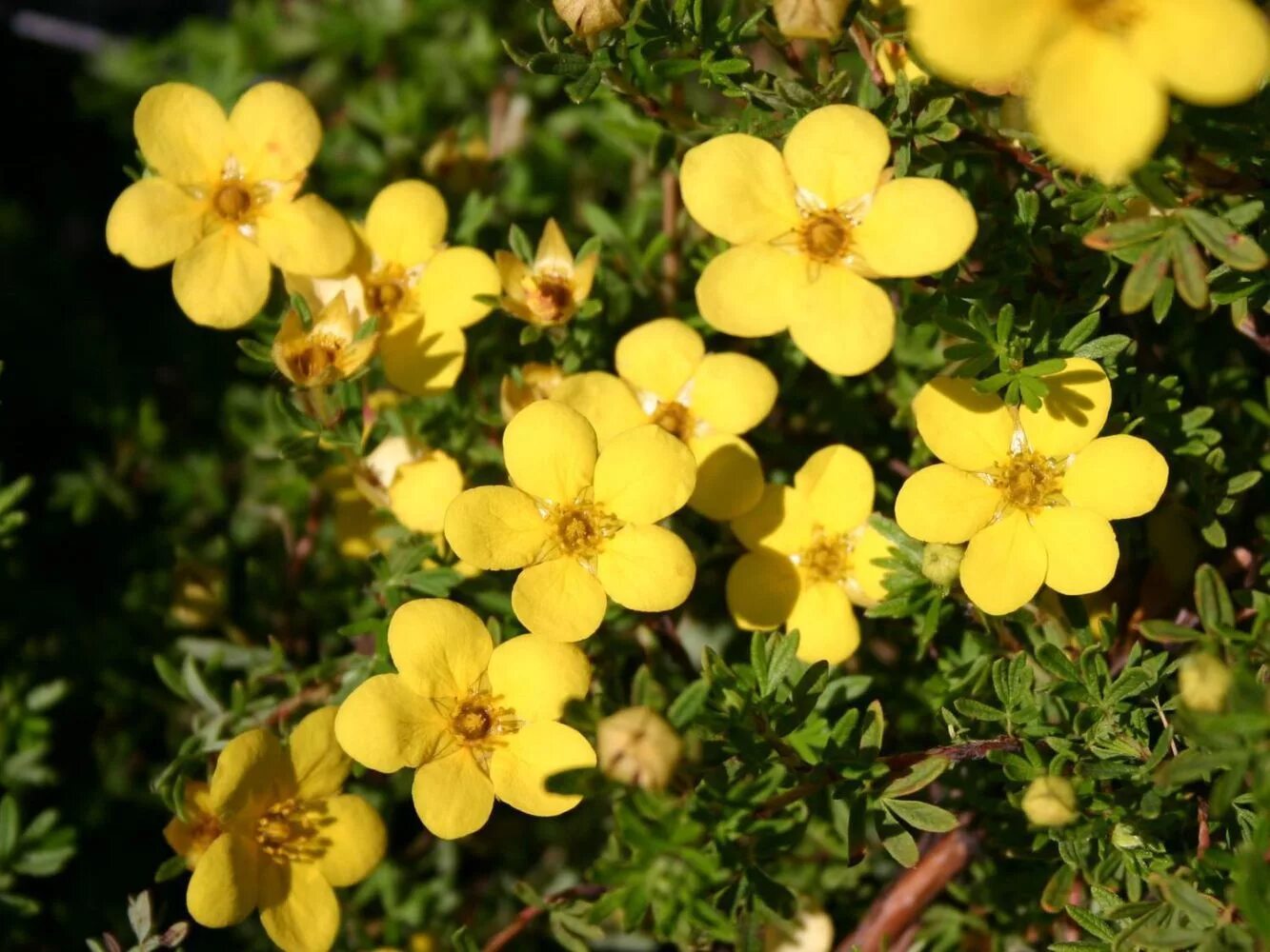 Лапчатка Голдстар. Лапчатка кустарниковая Голдстар. Potentilla fruticosa GOLDSTAR. Лапчатка куст Голдстар. Лапчатка желтая фото