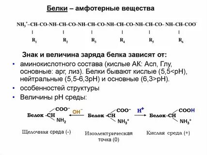 Что придает положительный заряд белкам
