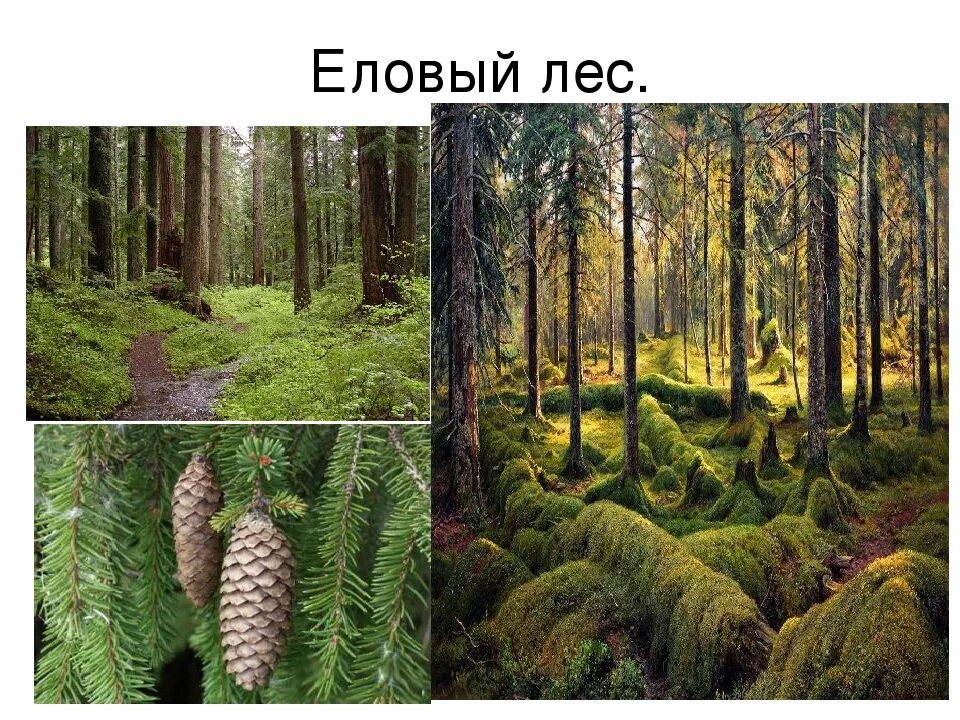Растительное сообщество еловый лес преобладающий вид. Растительное сообщество лес. растения ельника. сообщество еловый лес. природное сообщество елового леса.