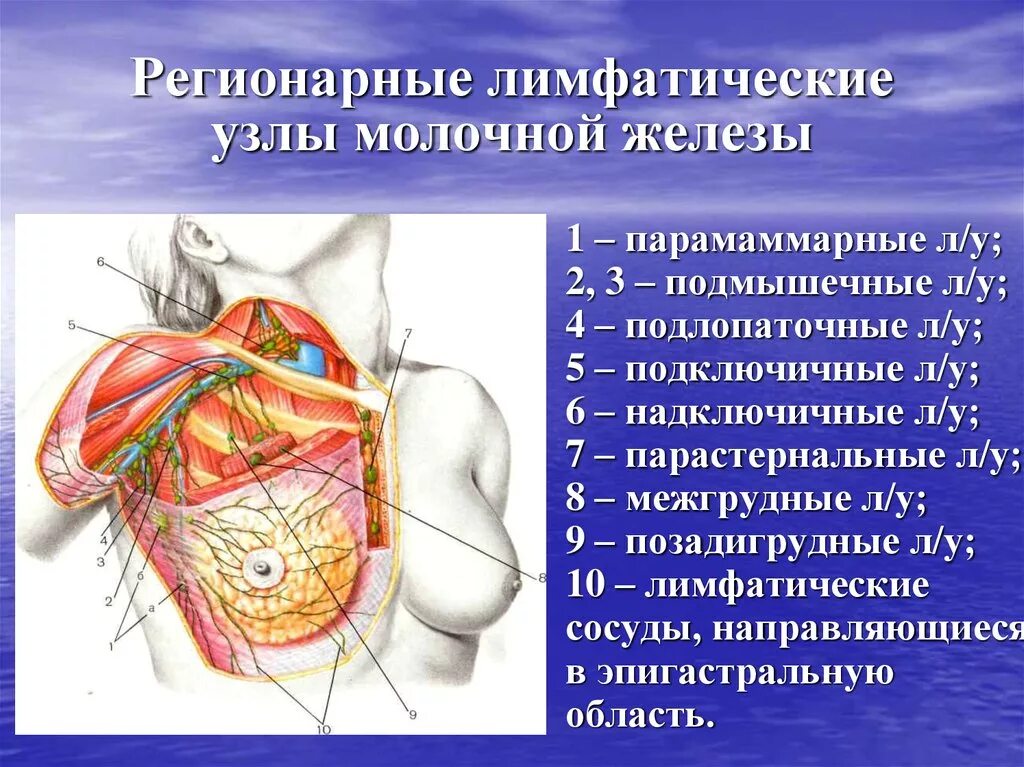 Лимфоузлы при рмж. Аксиллярные и регионарные лимфоузлы. Регионарные лимфоузлы молочной железы. Регионарные подключичные лимфоузлы. Парастернальные лимфатические узлы.