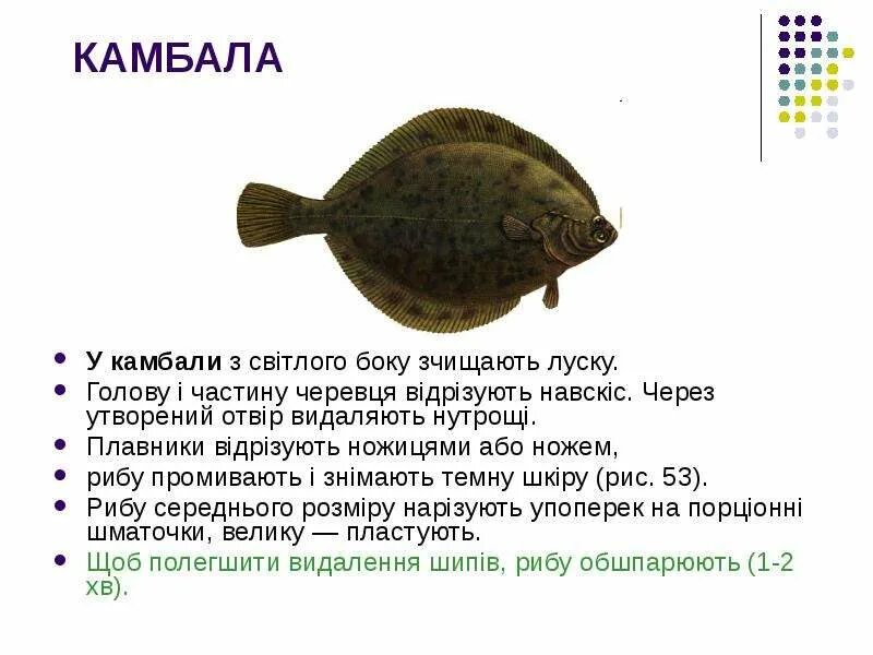 Камбала желтоперая. Камбала калкан черноморская. Камбала климат. Камбала тюрбо. Глубоководная камбала.